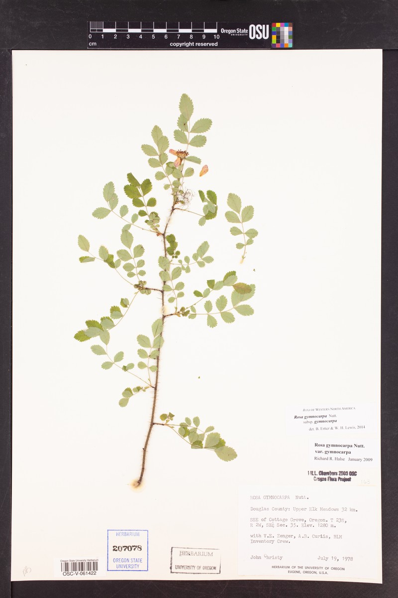 Rosa gymnocarpa subsp. gymnocarpa photo 2