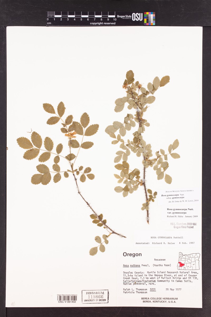 Rosa gymnocarpa subsp. gymnocarpa photo 3
