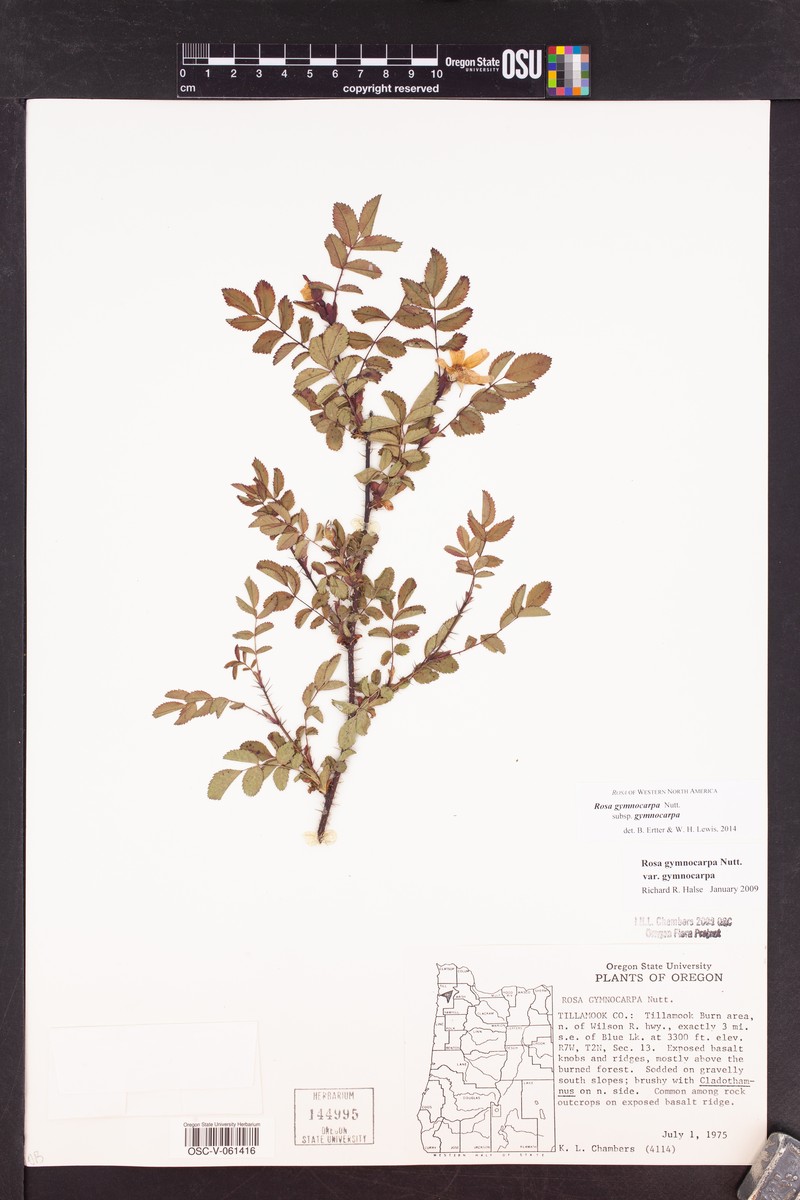 Rosa gymnocarpa subsp. gymnocarpa photo 4