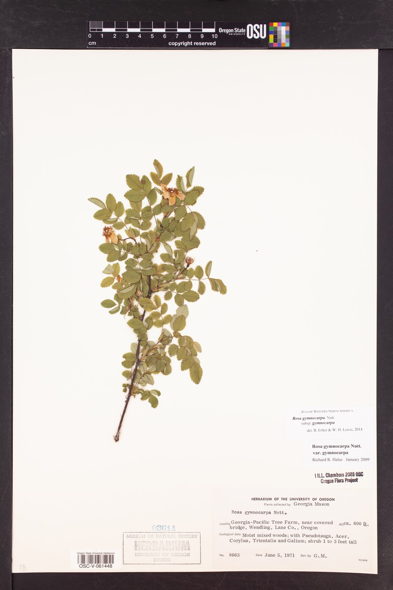 Rosa gymnocarpa subsp. gymnocarpa photo 5