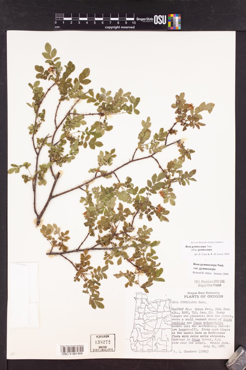Rosa gymnocarpa subsp. gymnocarpa photo 6