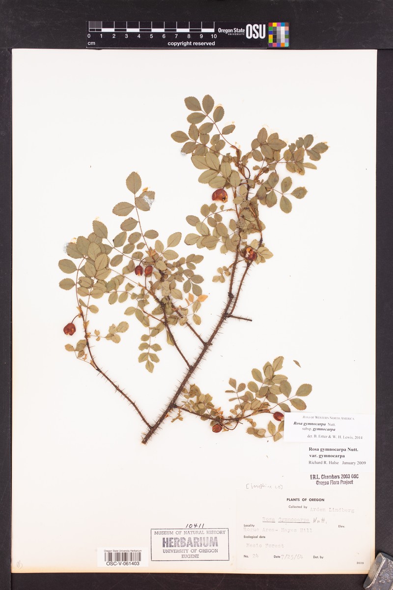 Rosa gymnocarpa subsp. gymnocarpa photo 7