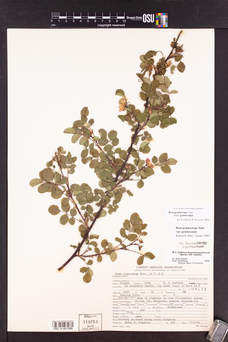Rosa gymnocarpa subsp. gymnocarpa photo 8