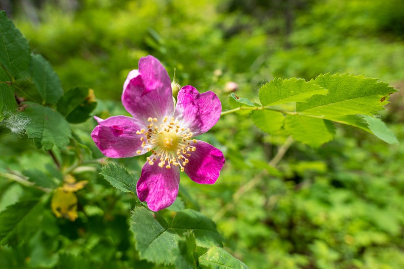 Rosa gymnocarpa subsp. helleri