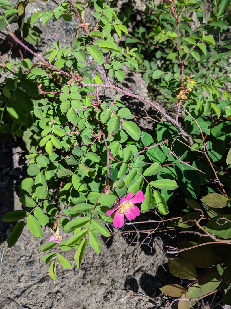 Rosa gymnocarpa subsp. helleri photo 2
