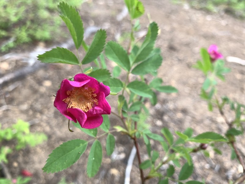 Rosa gymnocarpa subsp. helleri photo 3