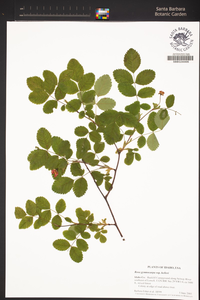 Rosa gymnocarpa subsp. helleri photo 4