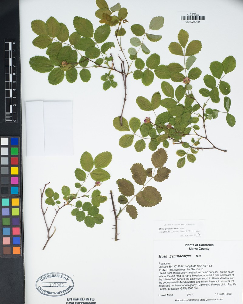 Rosa gymnocarpa subsp. helleri photo 5