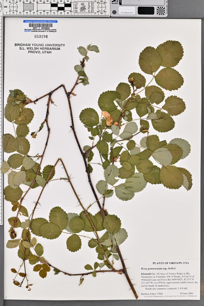 Rosa gymnocarpa subsp. helleri photo 6