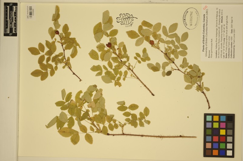 Rosa gymnocarpa subsp. helleri photo 7