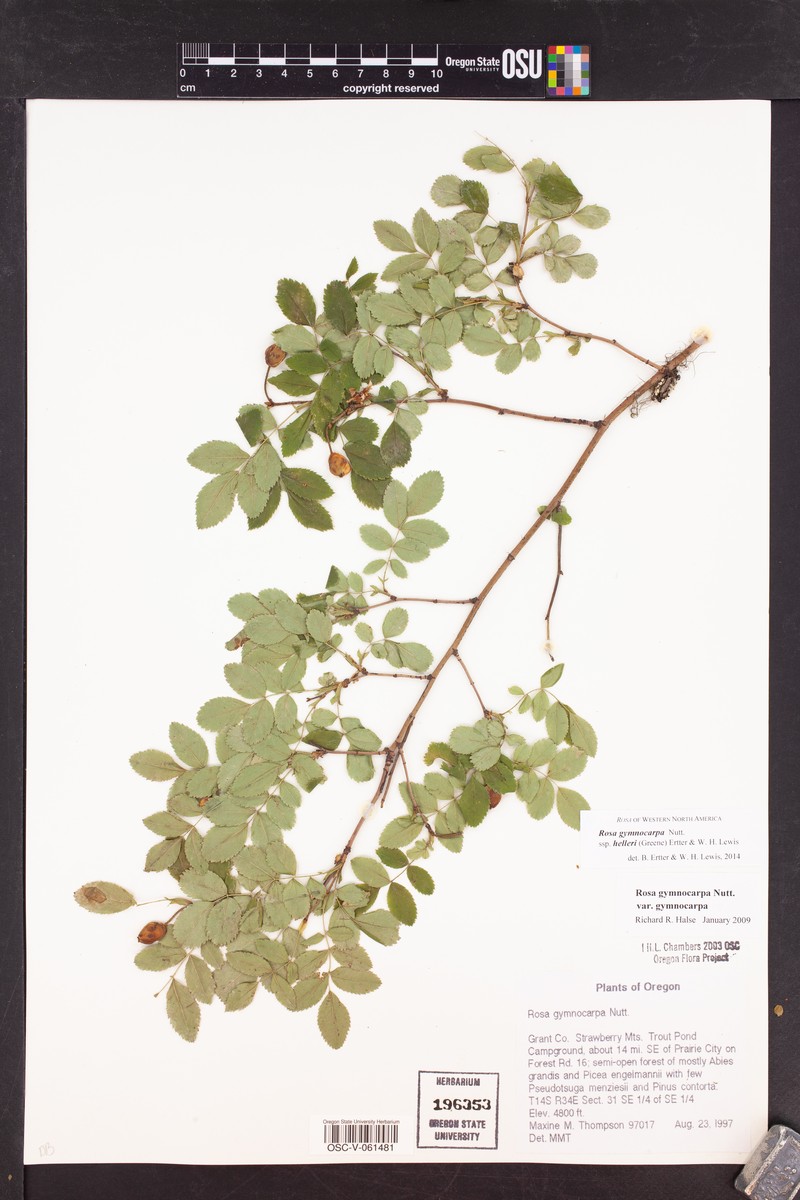 Rosa gymnocarpa subsp. helleri photo 8