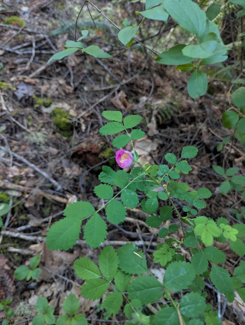 Rosa gymnocarpa var. serpentina