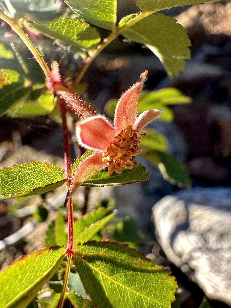 Rosa gymnocarpa var. serpentina photo 2