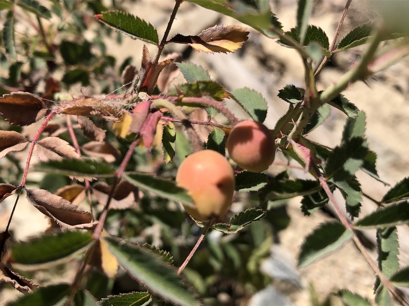 Rosa gymnocarpa var. serpentina photo 3