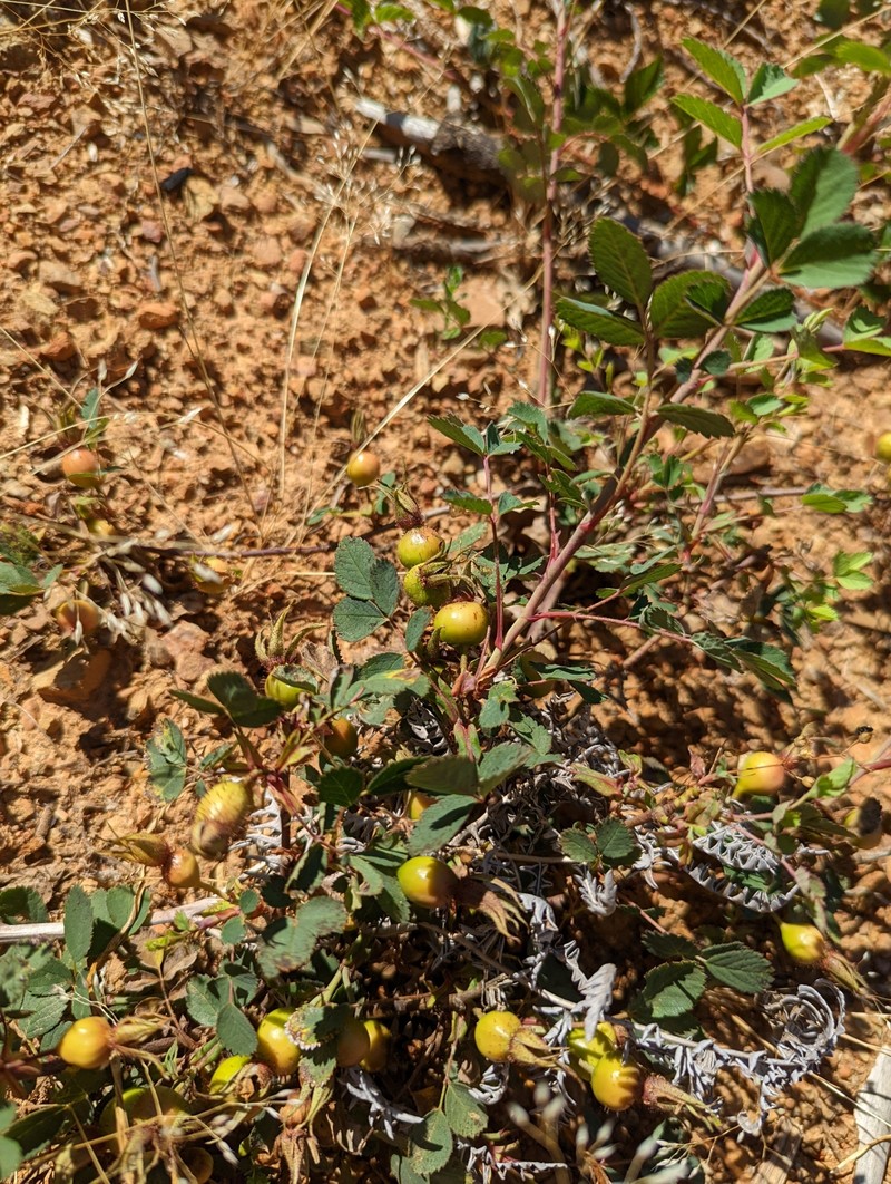 Rosa gymnocarpa var. serpentina photo 4