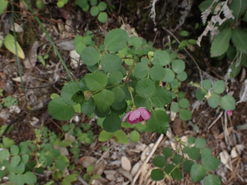 Rosa gymnocarpa var. serpentina photo 5