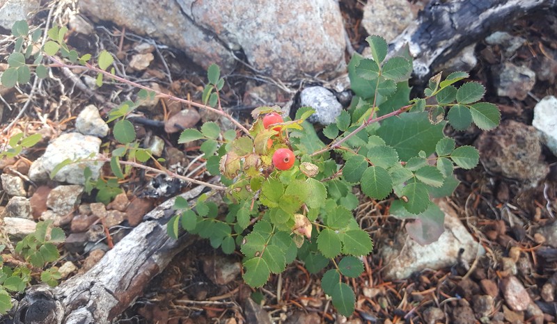 Rosa gymnocarpa var. serpentina photo 6