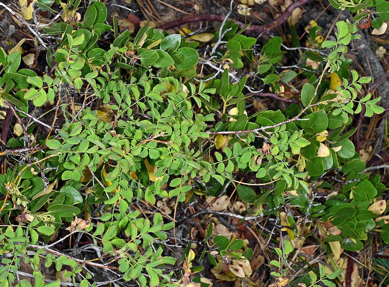 Rosa gymnocarpa var. serpentina photo 7