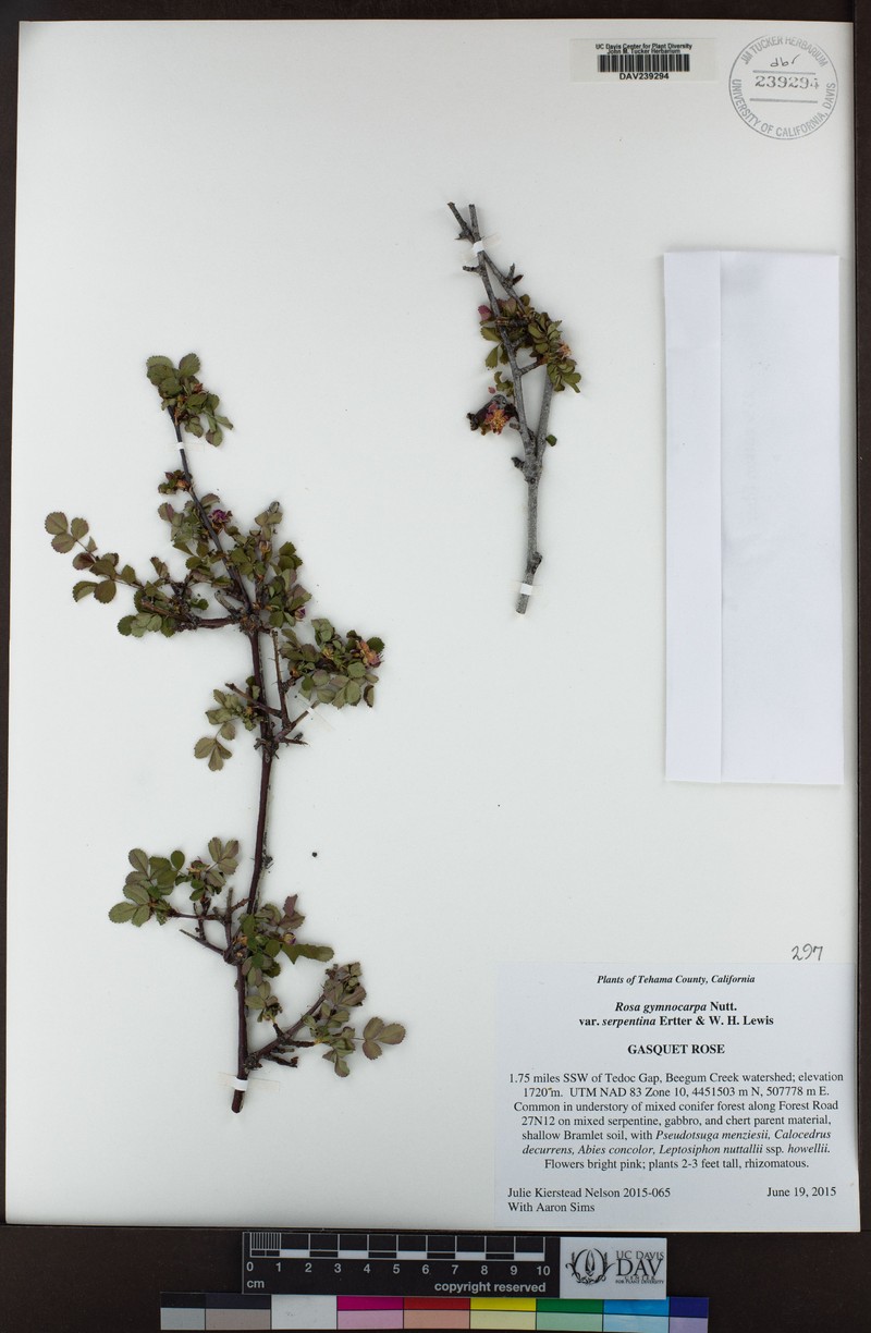 Rosa gymnocarpa var. serpentina photo 8