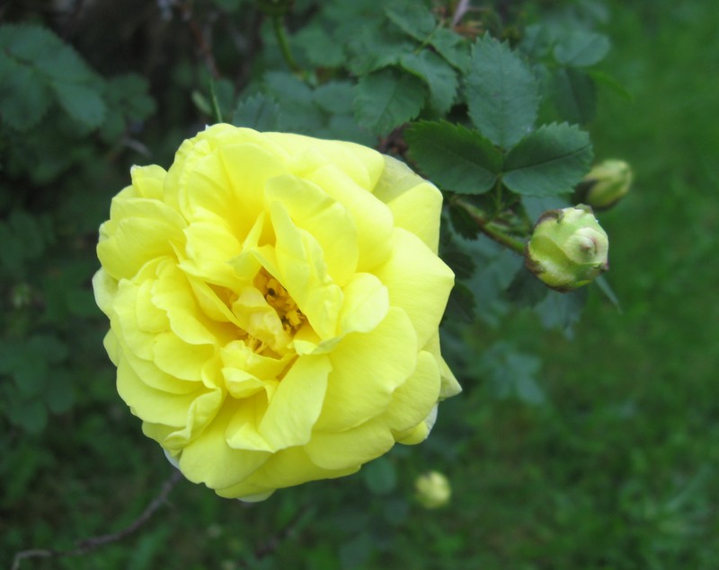 hybrid rose photo 3