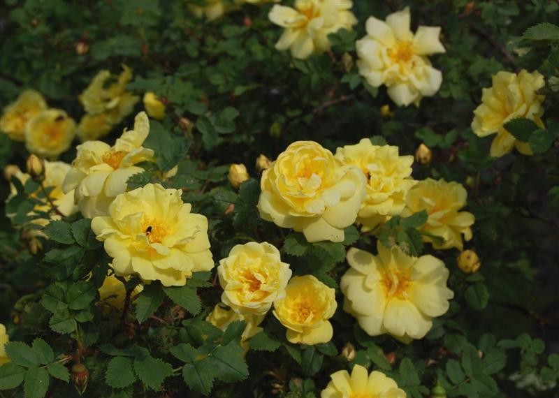 hybrid rose photo 4