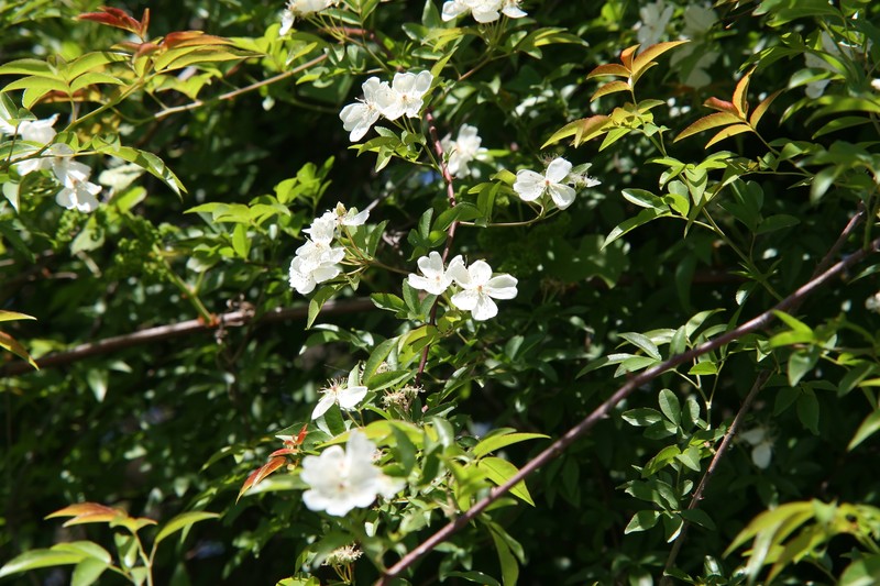 hybrid rose photo 5