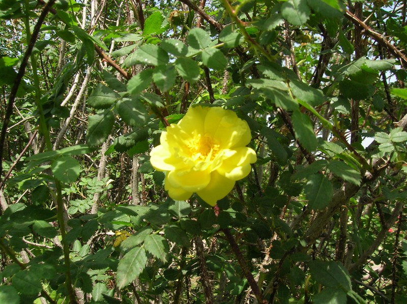hybrid rose photo 2