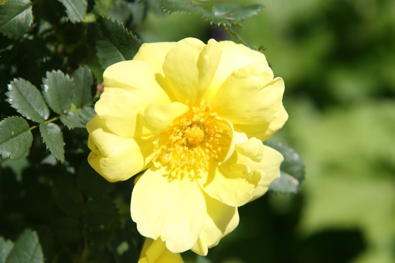 hybrid rose photo 6