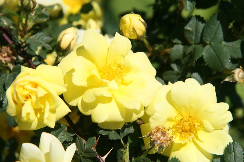 hybrid rose photo 7