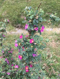 Rosa heckeliana