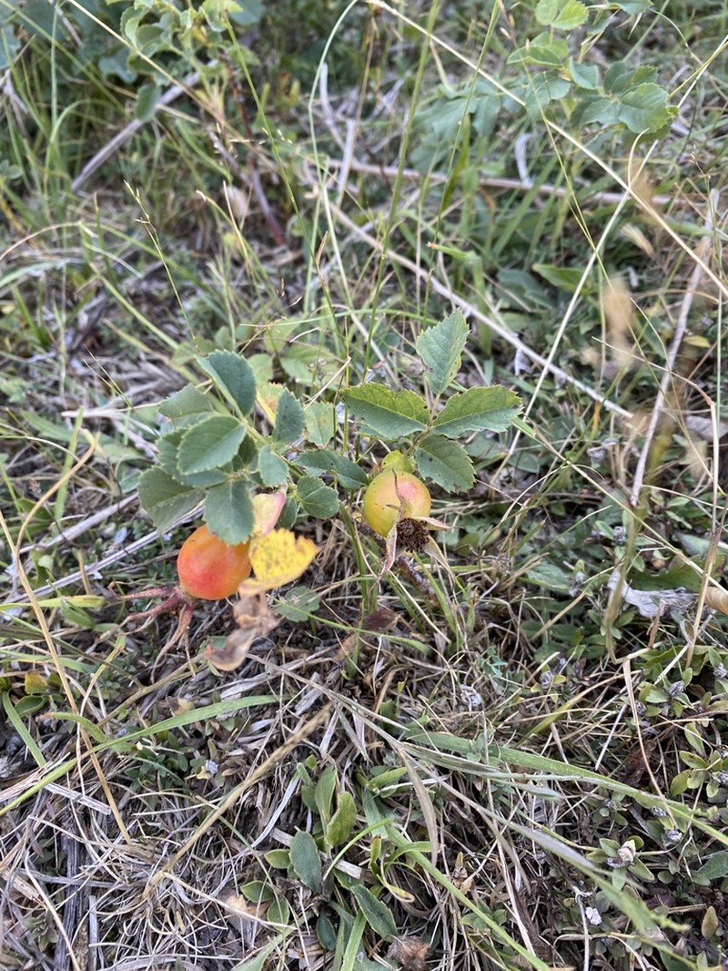 Rosa heckeliana photo 2