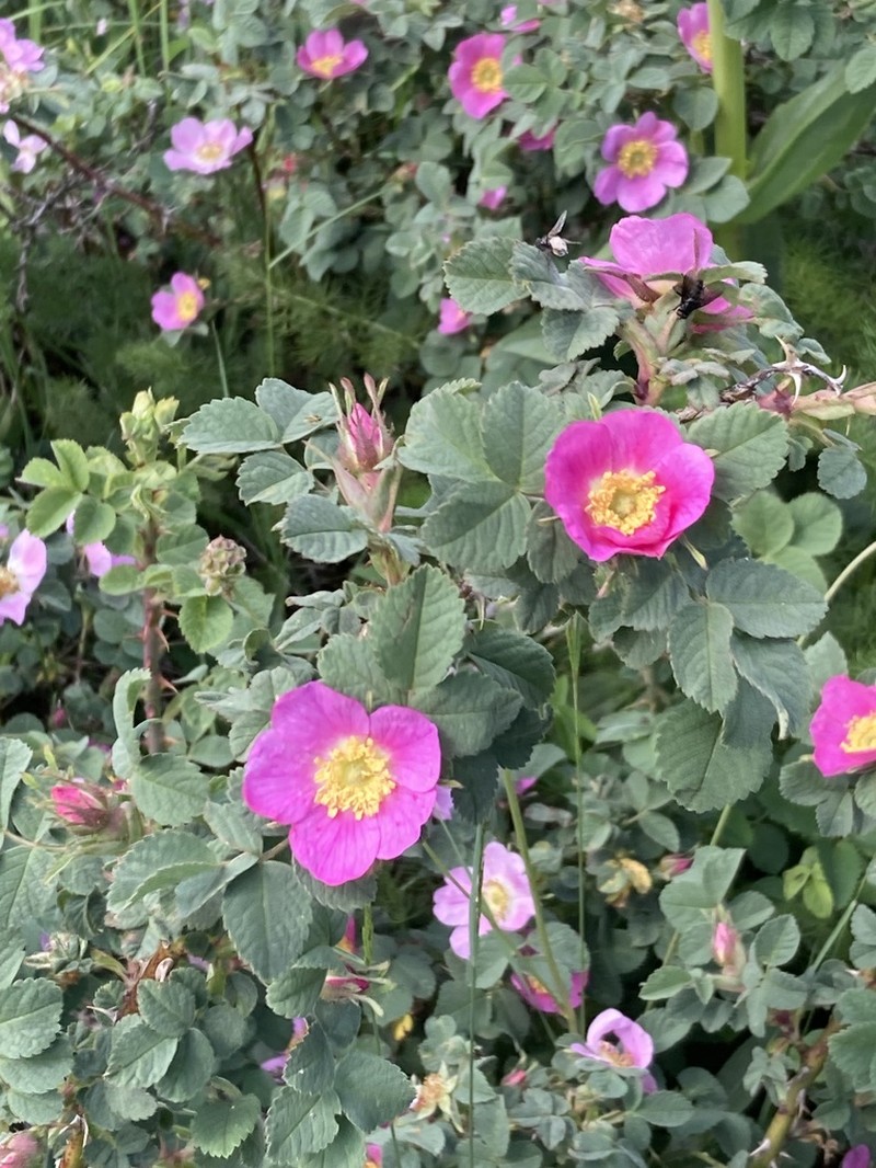 Rosa heckeliana photo 3