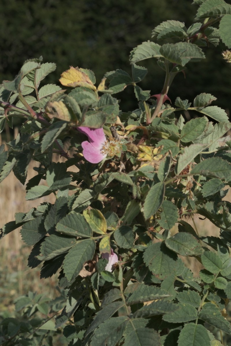 Rosa heckeliana photo 4