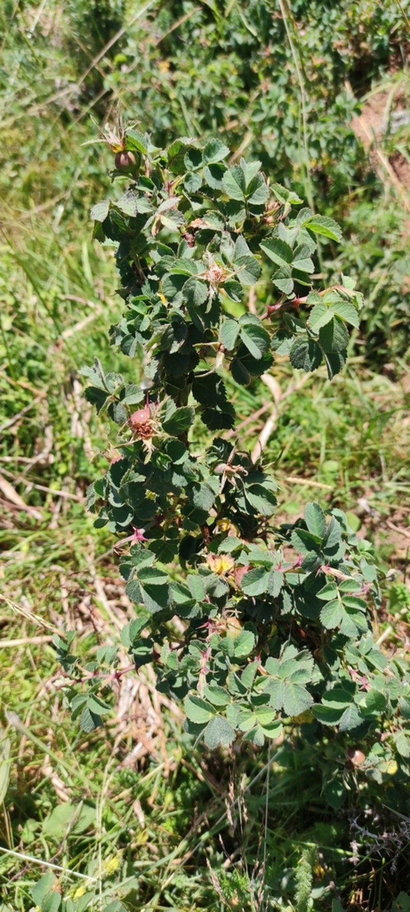 Rosa heckeliana photo 5