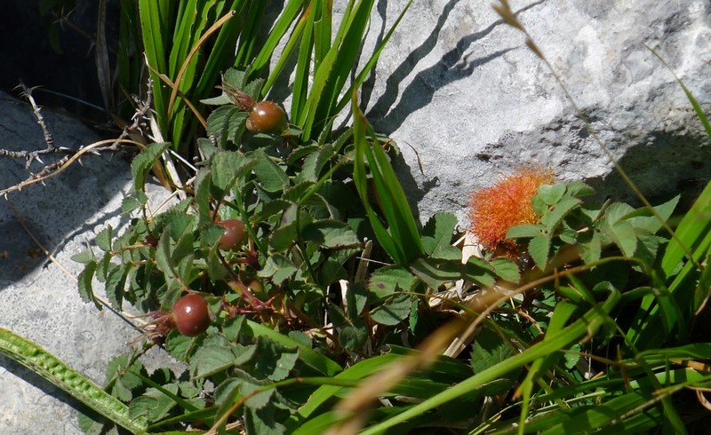 Rosa heckeliana photo 6