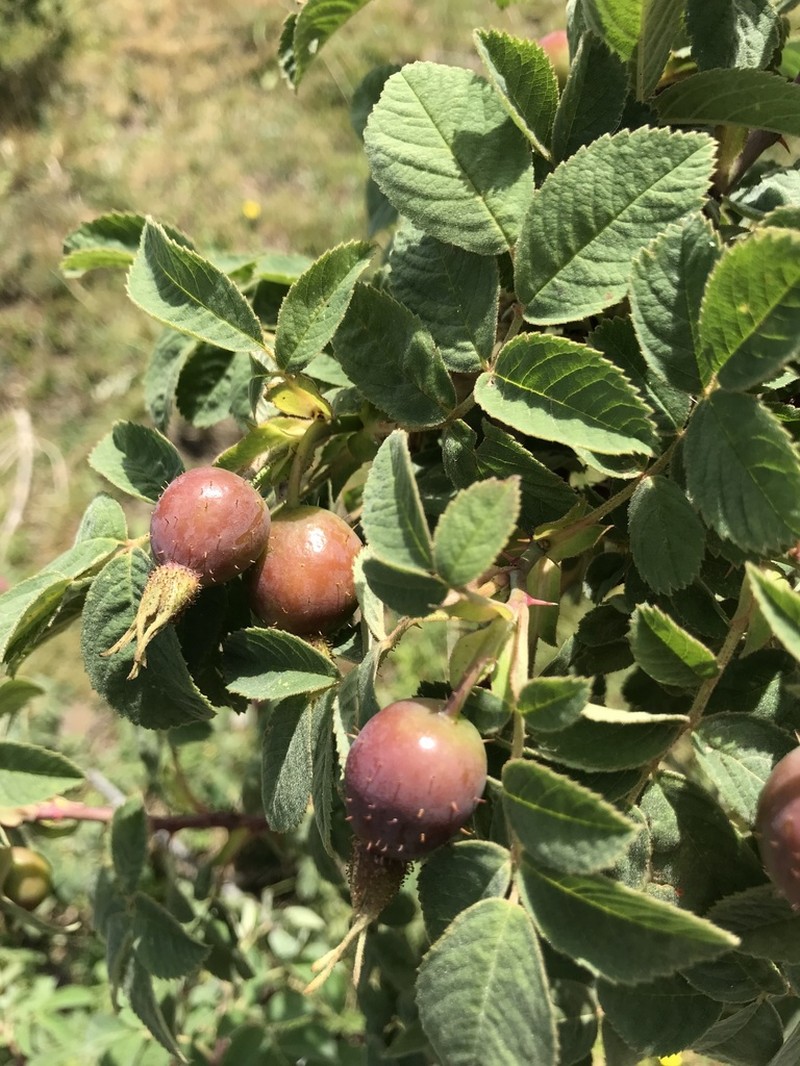 Rosa heckeliana photo 8