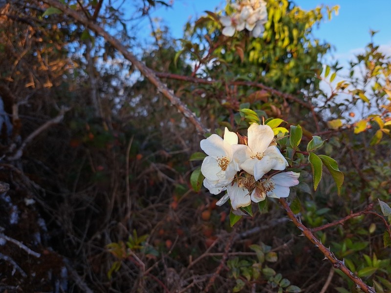 Rosa helenae