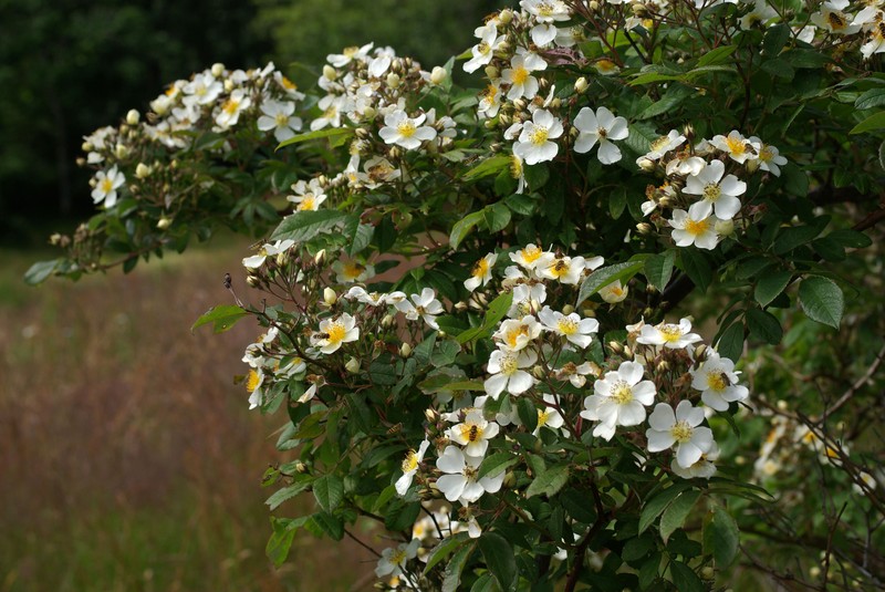 Rosa helenae photo 2