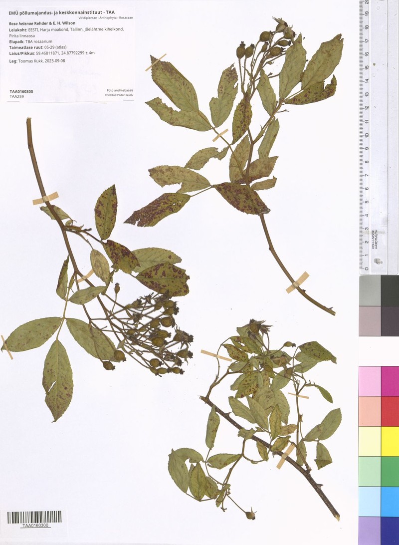 Rosa helenae photo 3