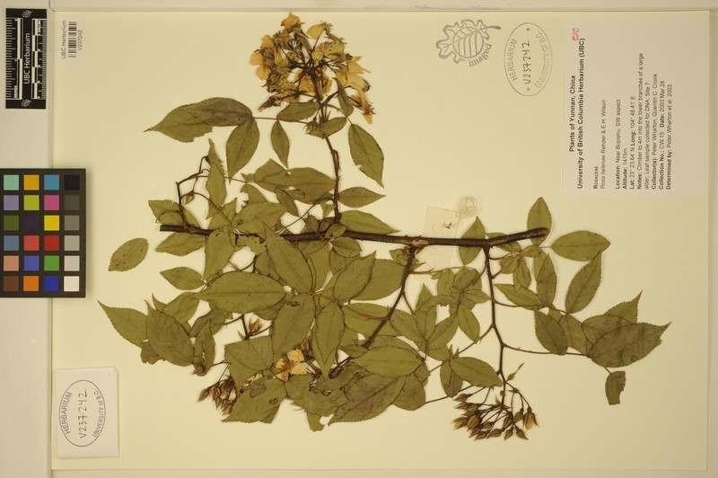 Rosa helenae photo 5