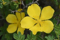 Rosa hemisphaerica