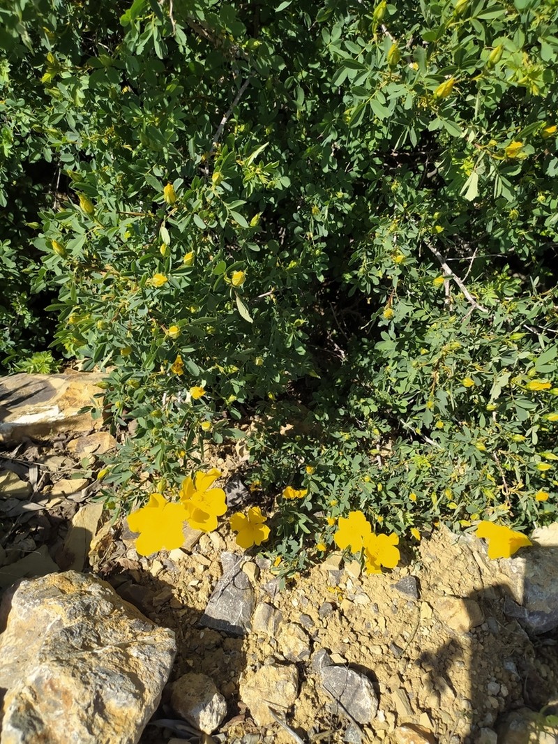 Rosa hemisphaerica photo 2