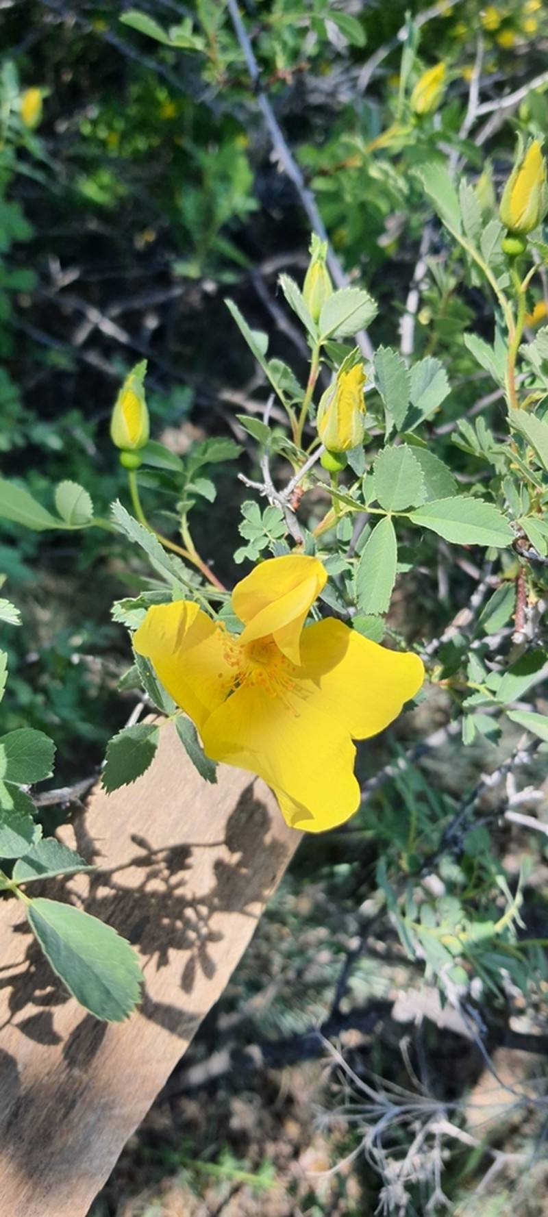 Rosa hemisphaerica photo 3