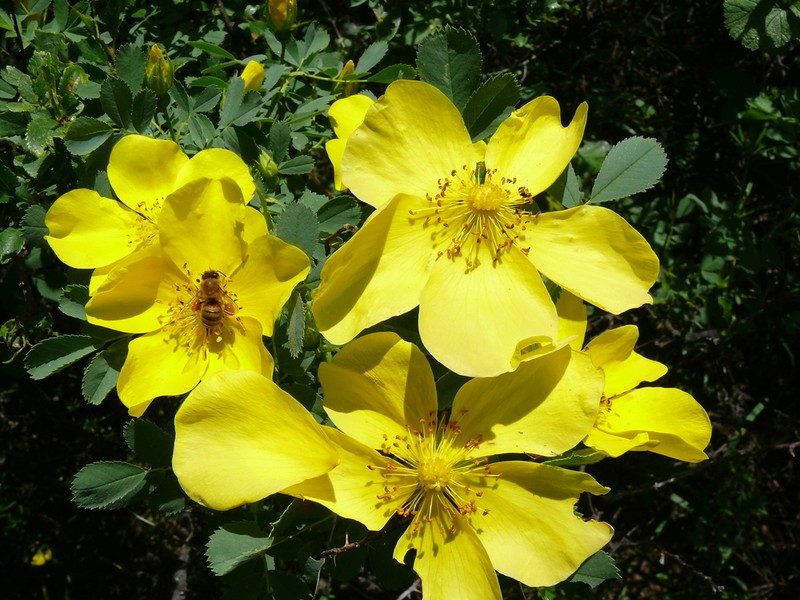 Rosa hemisphaerica photo 4