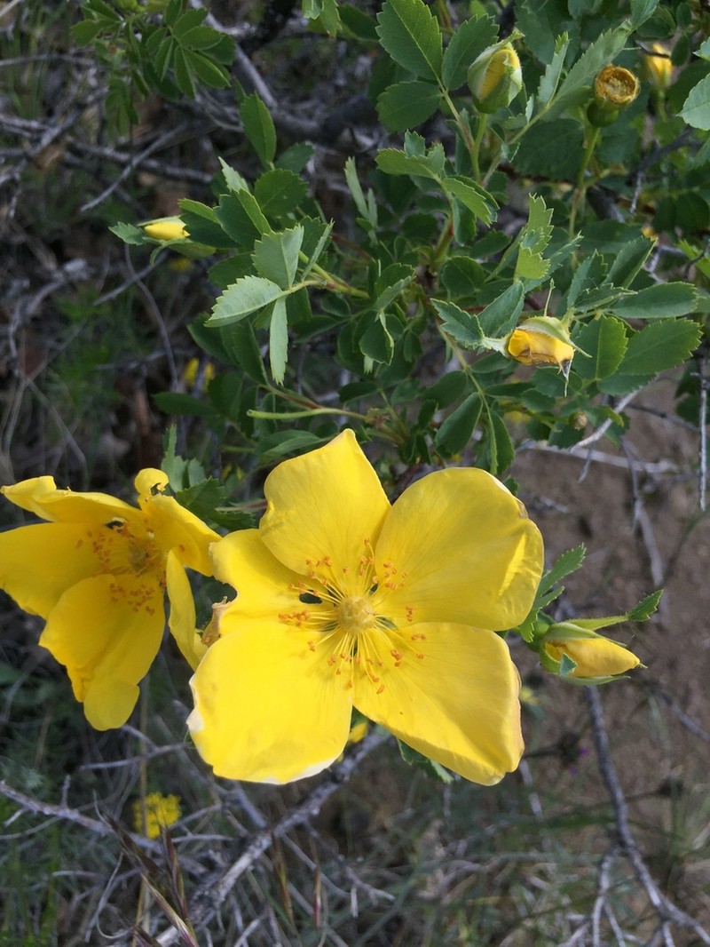 Rosa hemisphaerica photo 5
