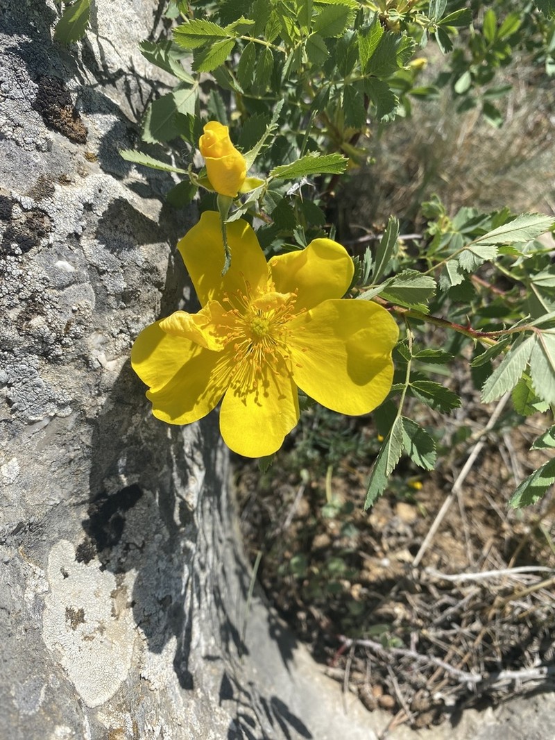 Rosa hemisphaerica photo 6