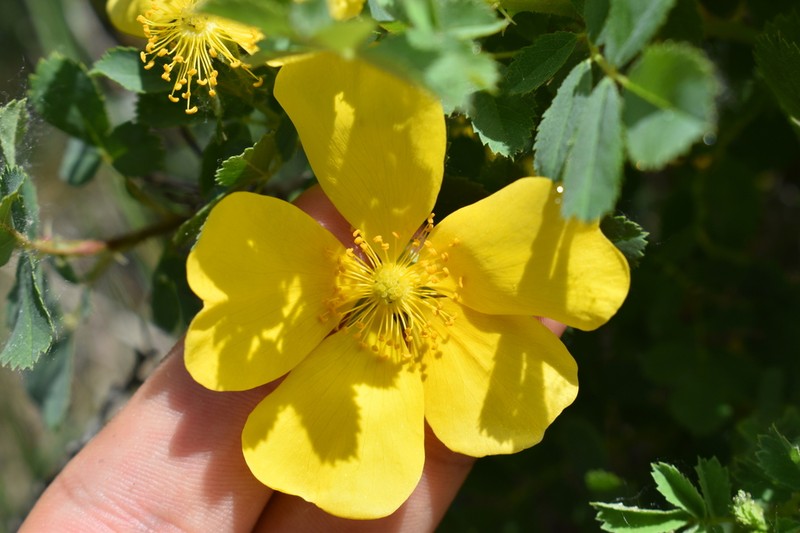 Rosa hemisphaerica photo 7