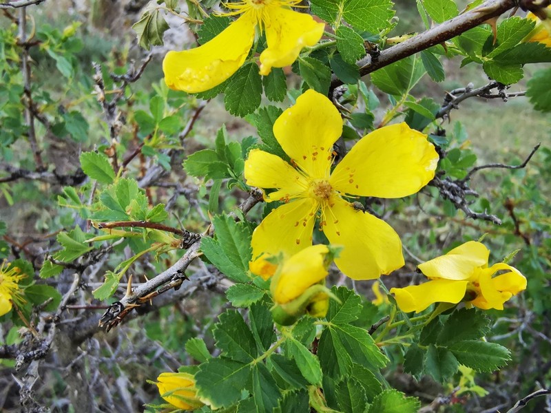 Rosa hemisphaerica photo 8