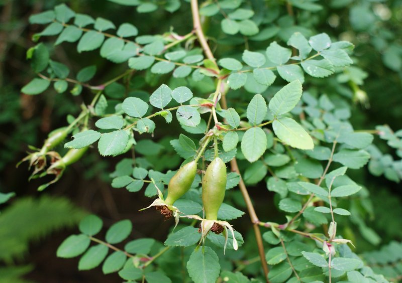 Rosa hemsleyana