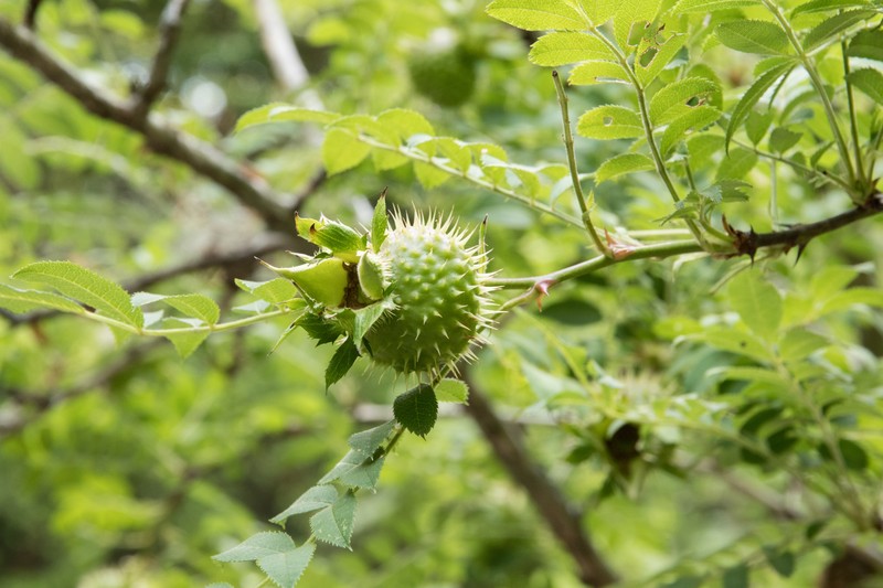Rosa hirtula photo 2
